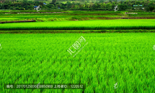 Green,Rice的背景