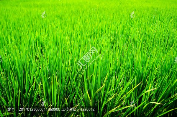 Green,Rice的背景