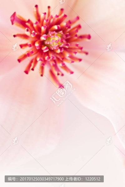 粉紅色的玉蘭的背景