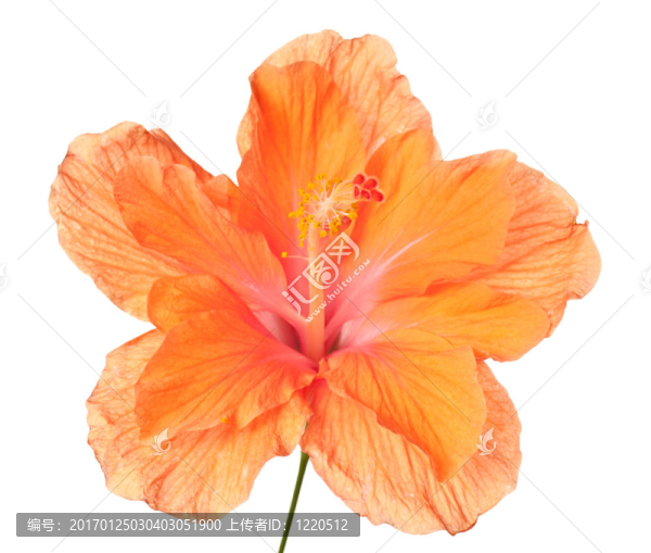 芙蓉分離