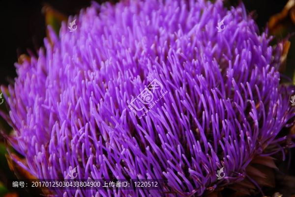 紫色的薊花菊科薊屬
