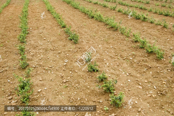 綠茶鮮葉和土地