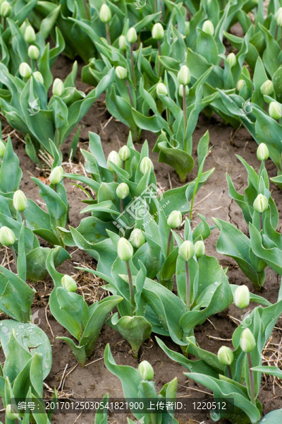 郁金香花蕾
