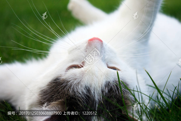 草中的貓