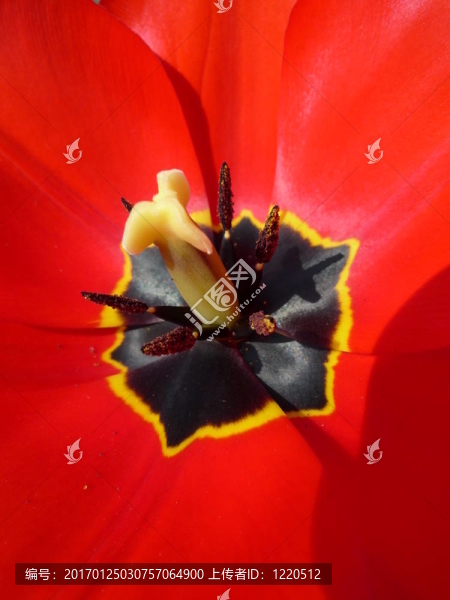 郁金香開(kāi)花
