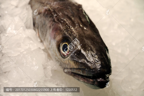 市場上的魚