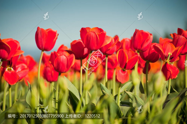 郁金香-匯圖網(wǎng) www.fosd68.com 郁金香