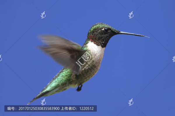 紅寶石喉蜂鳥（紅喉北蜂鳥）