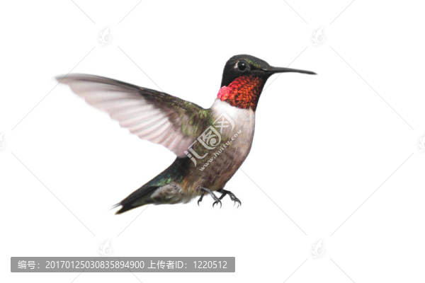 孤立的紅寶石喉蜂鳥