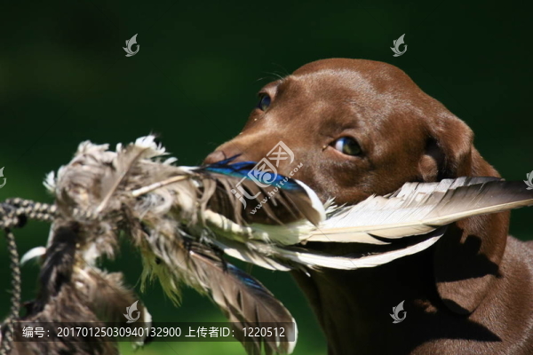 小狗