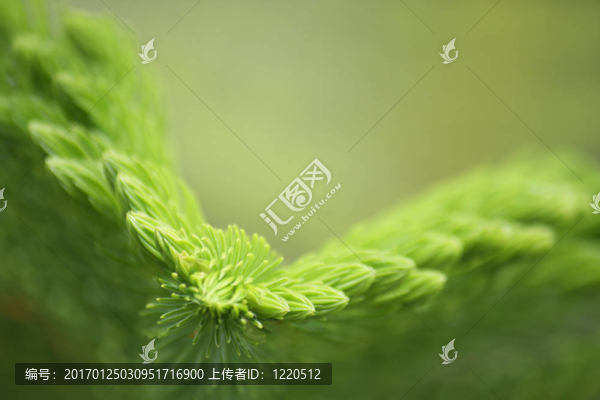 常綠尖背景
