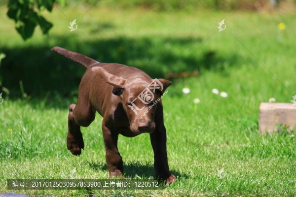 小狗