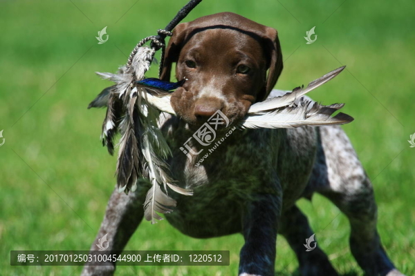 小狗