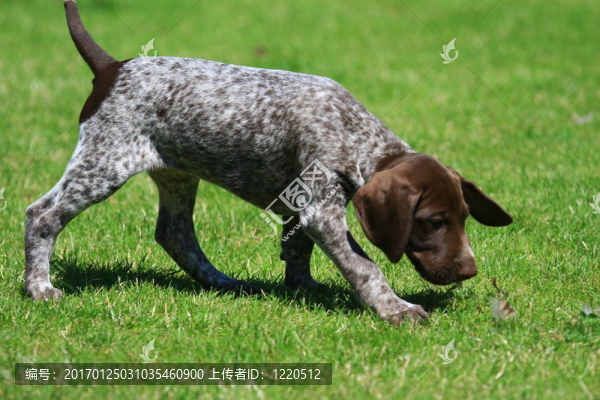 小狗