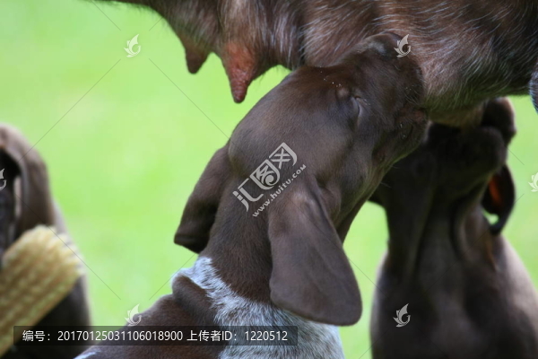 小狗