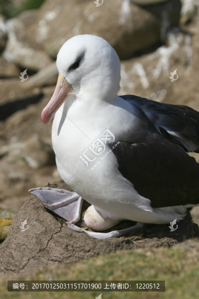 信天翁