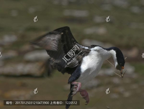 王鸕鶿