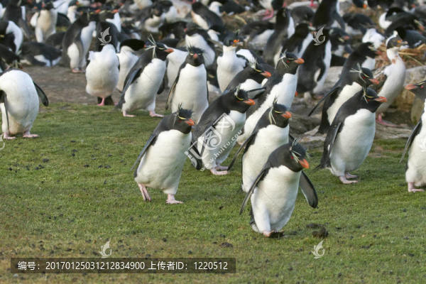 鳳冠企鵝
