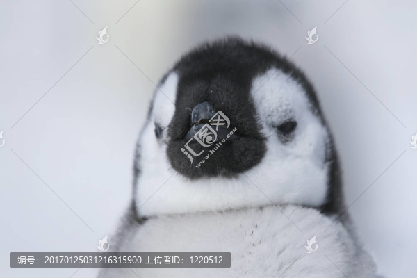帝企鵝