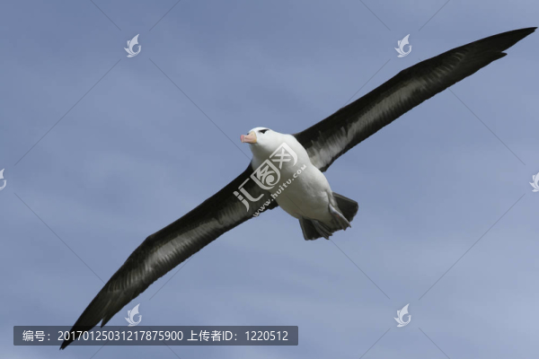 信天翁