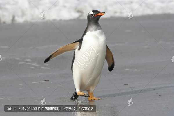 巴布亞企鵝