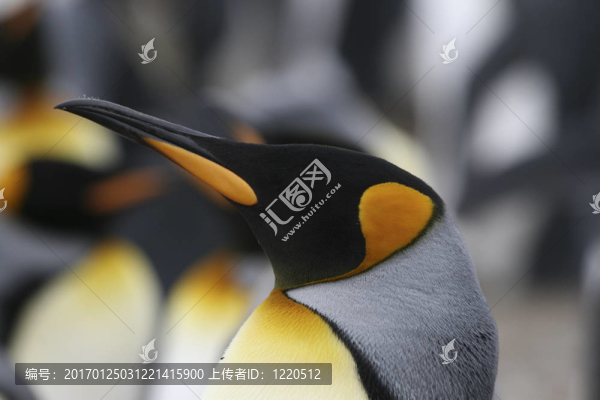 國王企鵝