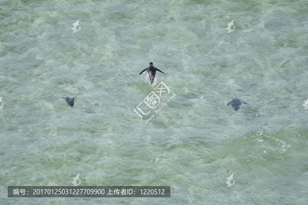 鳳冠企鵝