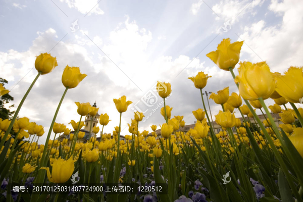 花園里的郁金香