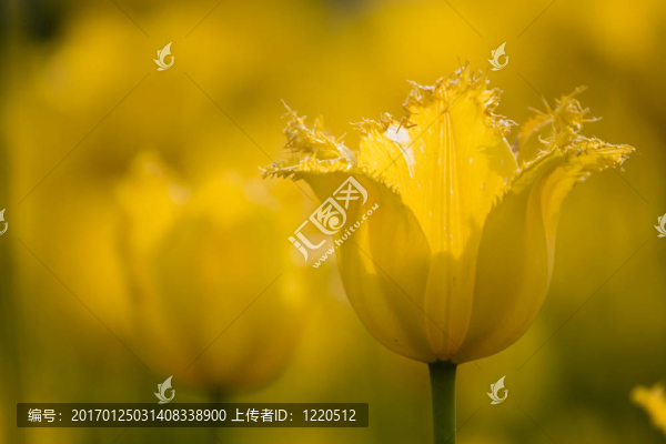 花園里的郁金香