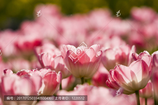 花園里的郁金香