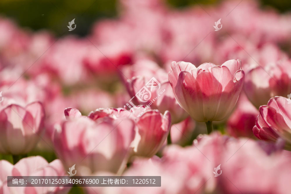 花園里的郁金香
