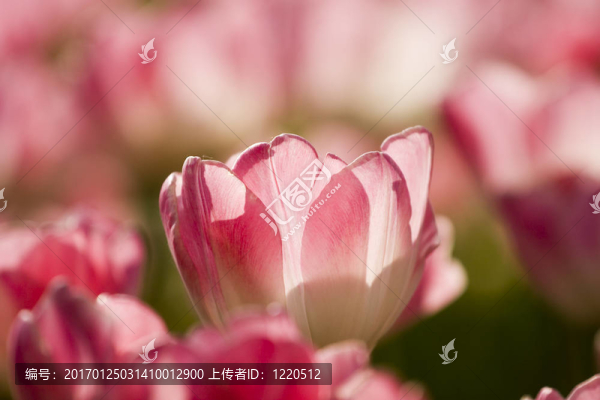 花園里的郁金香