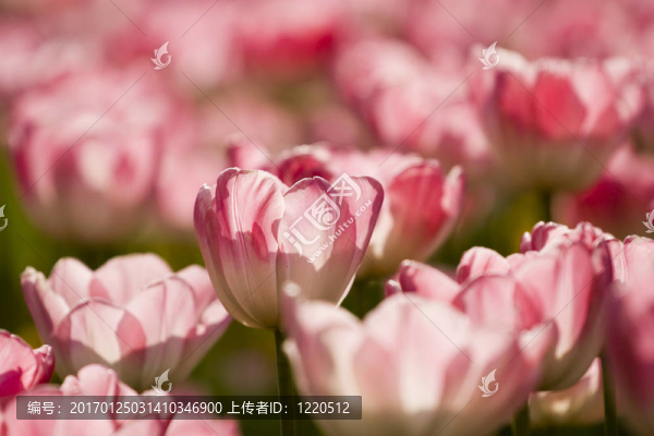 花園里的郁金香