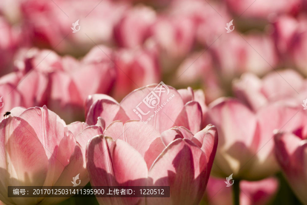 花園里的郁金香
