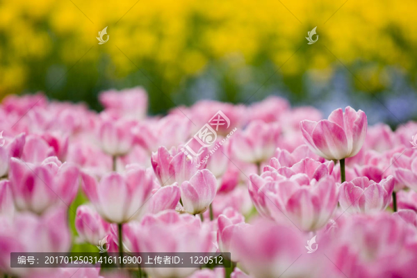 花園里的郁金香