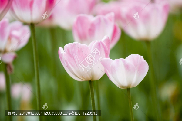 花園里的郁金香