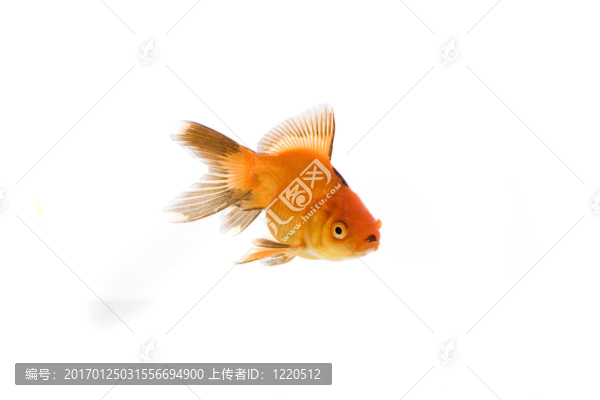 金魚