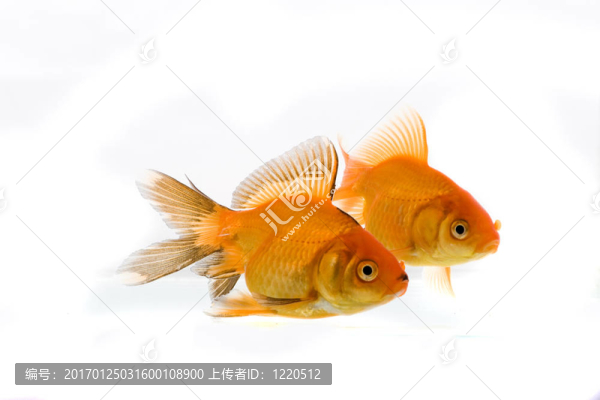 金魚