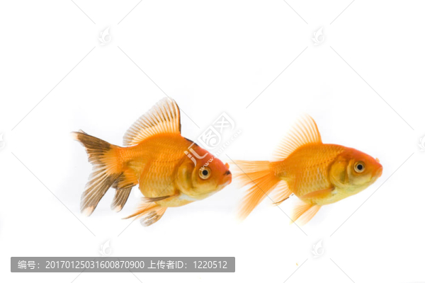 金魚