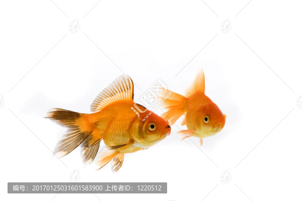 金魚(yú)