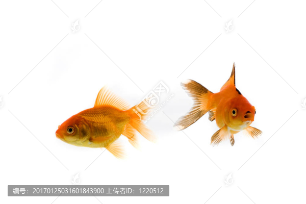 金魚