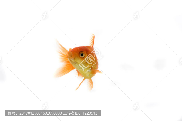 金魚