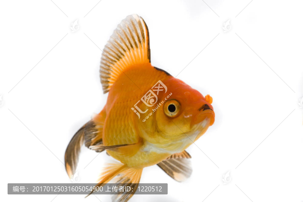 金魚