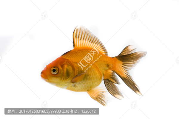 金魚(yú)