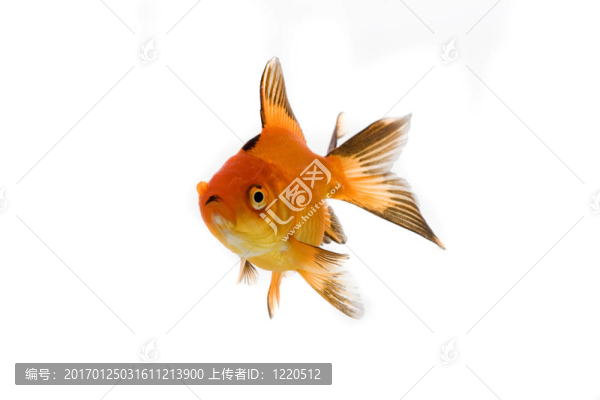 金魚(yú)