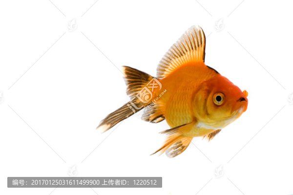 金魚形象