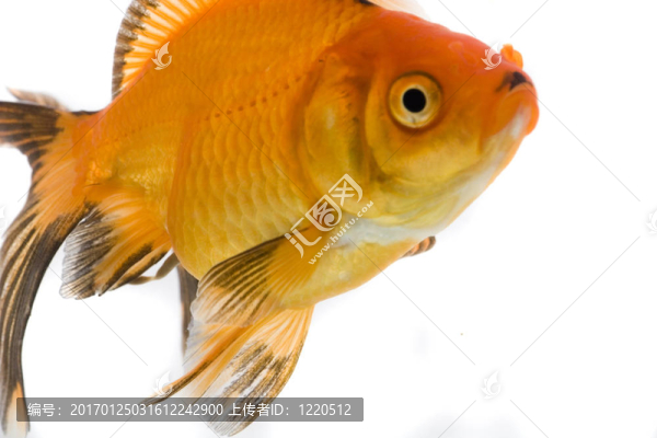 金魚形象