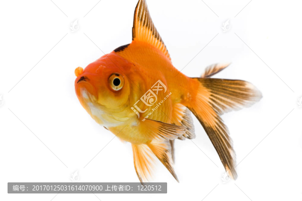 金魚形象