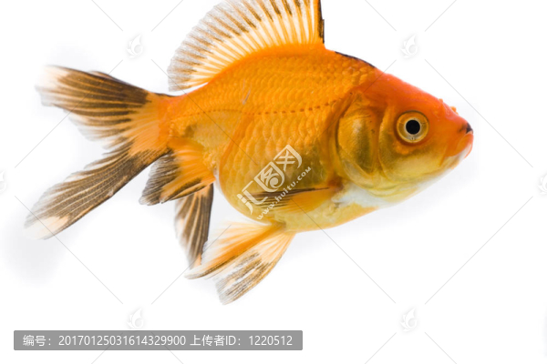 金魚形象