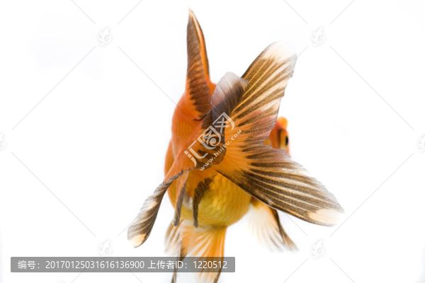 金魚(yú)形象